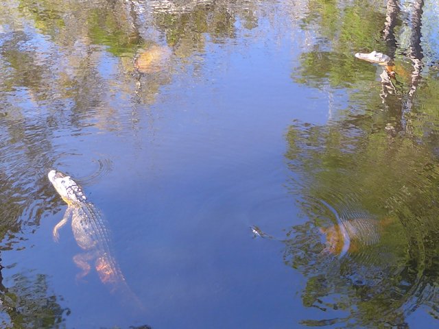 Gator pond davis bayou